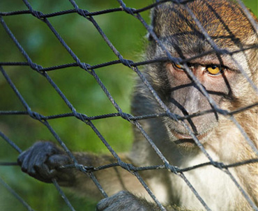 Monkey Safety Nets In Hyderabad